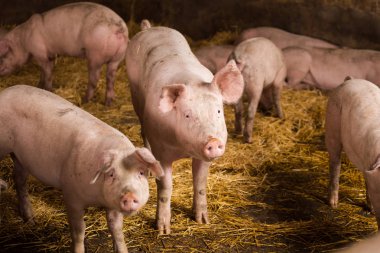 Domuz ahırı bir çiftlikte domuzlarda portreleri kapatın