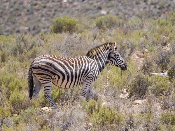 Cebra de montaña caminando en los fynbos en una naturaleza protegida reser — Foto de Stock