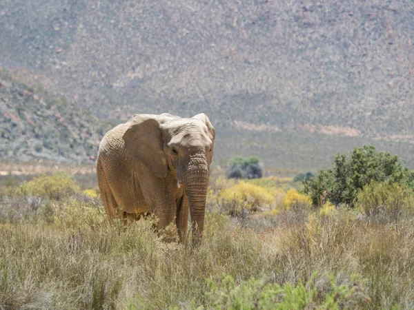 Elefante Africano em perigo a caminhar numa reserva natural protegida — Fotografia de Stock