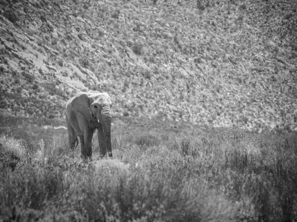 Éléphant d'Afrique en voie de disparition marchant dans une réserve naturelle protégée — Photo