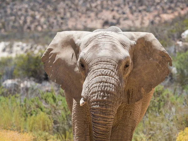 Elefante Africano em perigo a caminhar numa reserva natural protegida — Fotografia de Stock