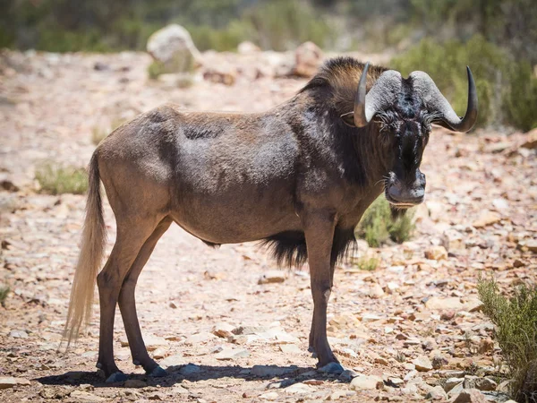 Black Wildebeest está em uma reserva natural protegida no sul — Fotografia de Stock