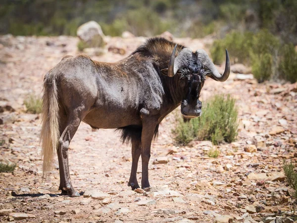 Wildebeest negro parado en una reserva natural protegida en el sur — Foto de Stock