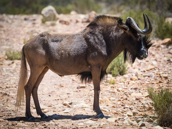 Wildebeest negro parado en una reserva natural protegida en el sur — Foto de Stock