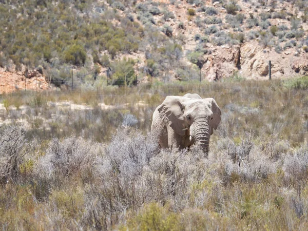 Elefante Africano em perigo a caminhar numa reserva natural protegida — Fotografia de Stock