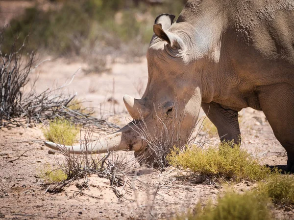 Par de rinocerontes blancos en peligro de extinción caminando en una naturaleza protegida re — Foto de Stock