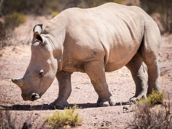 Par de rinocerontes blancos en peligro de extinción caminando en una naturaleza protegida re — Foto de Stock