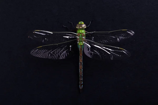 Green dragonfly on a black background — Stock Photo, Image