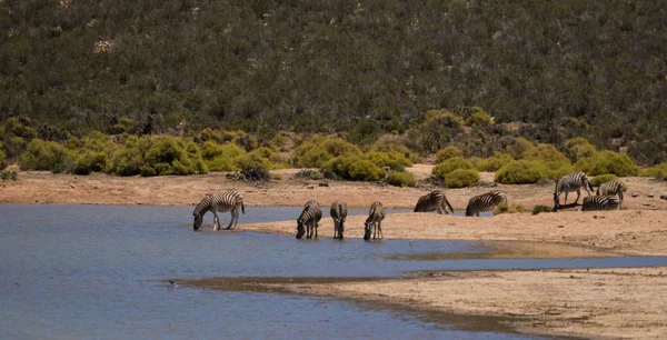 Rebanho de zebra água potável em um buraco de água em uma reserva natural — Fotografia de Stock