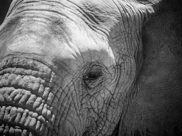 Éléphant d'Afrique en voie de disparition marchant dans une réserve naturelle protégée — Photo