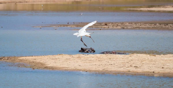 Spoonbill egrets at a waterhole in a nature reserve in south afr — Stock Photo, Image