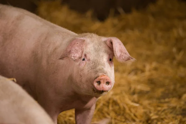 Bliska portrety świnie w chlewie w gospodarstwie — Zdjęcie stockowe
