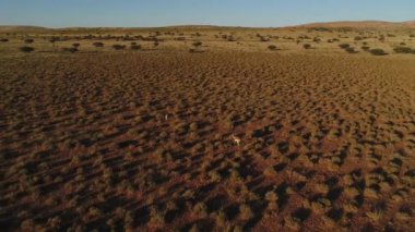 Güney Afrika'da Kalahari görüntüleyin,