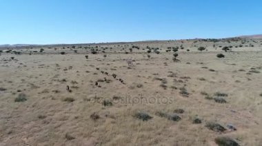 Güney Afrika'da Kalahari görüntüleyin,