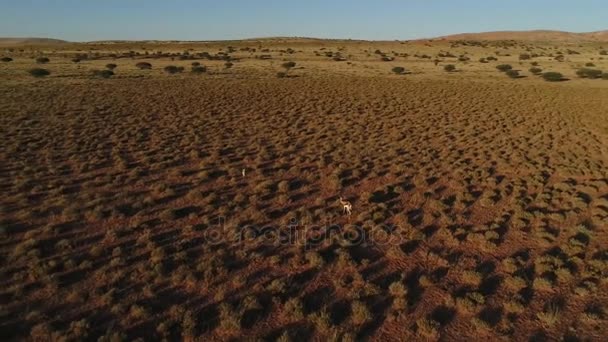 Vista sobre Kalahari en el sur de África , — Vídeos de Stock