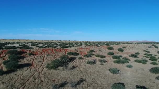 Visa på Kalahari i södra Afrika, — Stockvideo