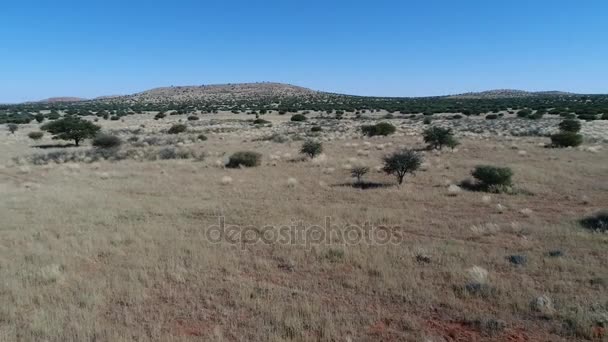 Kijk op de Kalahari in zuidelijk Afrika, — Stockvideo