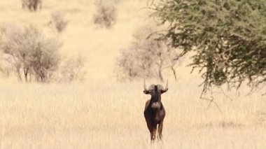 Kalahari siyah wildebeest