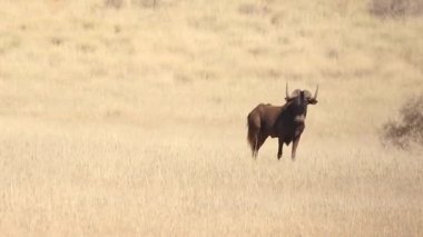 Kalahari siyah wildebeest
