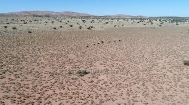 Güney Afrika'da Kalahari görüntüleyin,