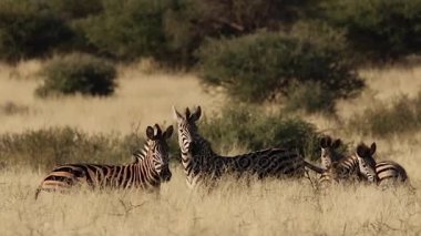 Zebralar içinde otlak ayakta