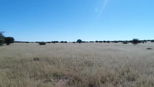 Visa på Kalahari i södra Afrika, — Stockvideo