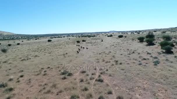 Vista sobre Kalahari en el sur de África , — Vídeos de Stock