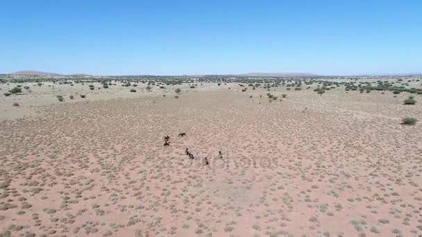 Vue sur le Kalahari en Afrique australe , — Video