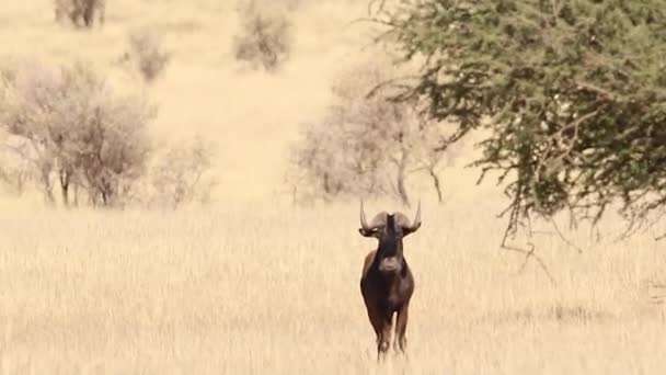 カラハリ砂漠にオジロヌー — ストック動画