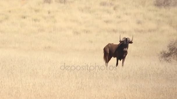 Gnus negros no kalahari — Vídeo de Stock