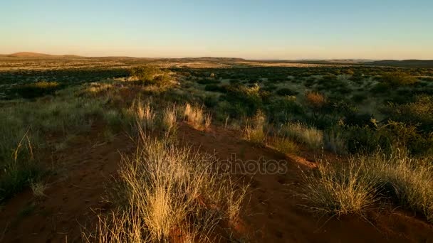 Vista sul Kalahari in Africa australe , — Video Stock