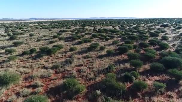 Hartebees rouges et Gemsbuck courir — Video