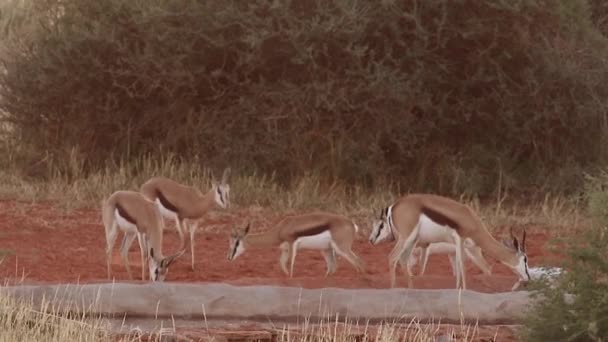 Springbuck lambendo um sal — Vídeo de Stock