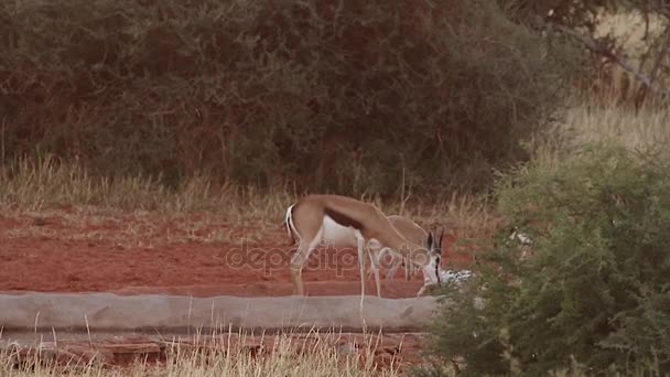 Springbuck lamiendo una sal — Vídeos de Stock