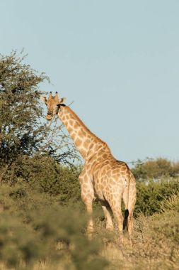büyük zürafalar ağaçlar arasında yürüyüş