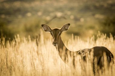 Genç Impala ewe