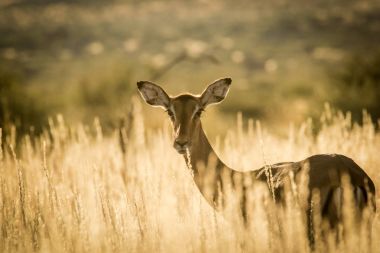 young impala ewe clipart