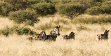 Grup zebra duran uzun otların içinde