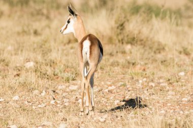 Genç Springbuck kuzu