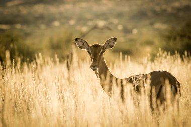 young impala ewe clipart