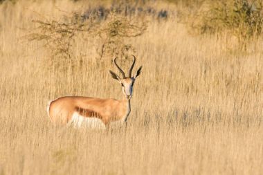 Yetişkin Springbuck ram 