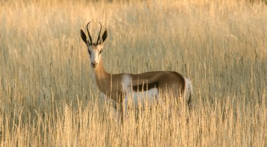 Yetişkin Springbuck ram 