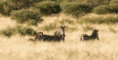 Grup zebra duran uzun otların içinde
