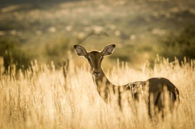 Genç Impala ewe