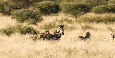 Grup zebra duran uzun otların içinde