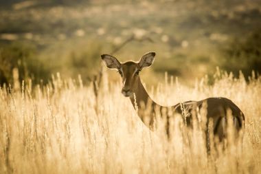 Genç Impala ewe