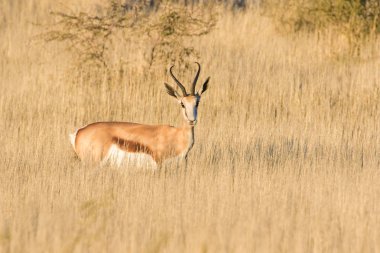 Yetişkin Springbuck ram 