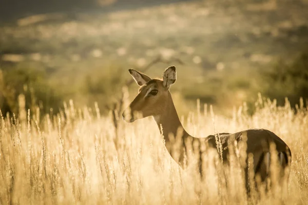 Jonge impala ooi — Stockfoto