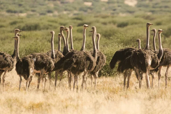 Grupo de hembras avestruces — Foto de Stock