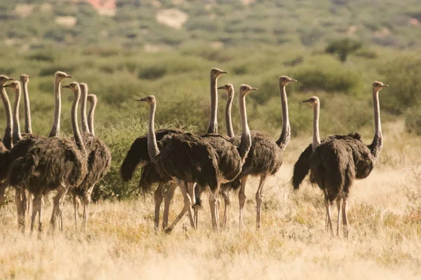 Grupo de hembras avestruces — Foto de Stock